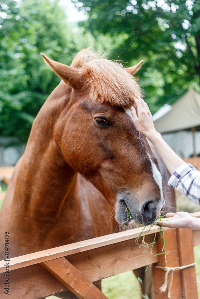 Portrait of red horse