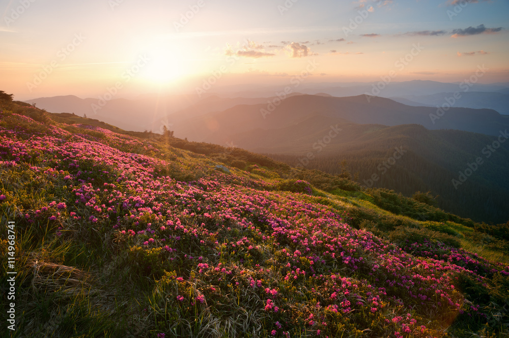 山上的粉色夏花