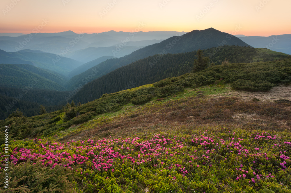 山上的粉色夏花