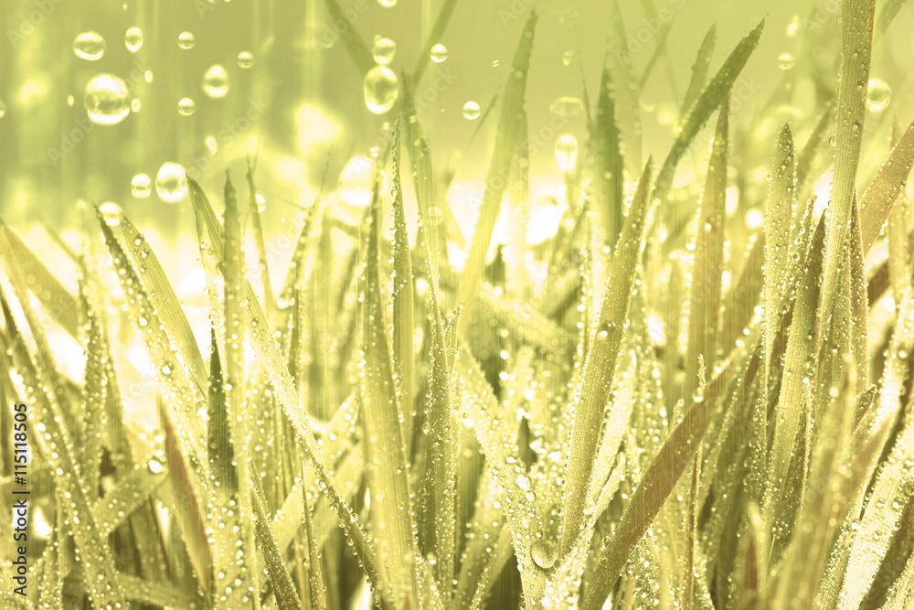 fresh green grass with water rain falling droplets background ,