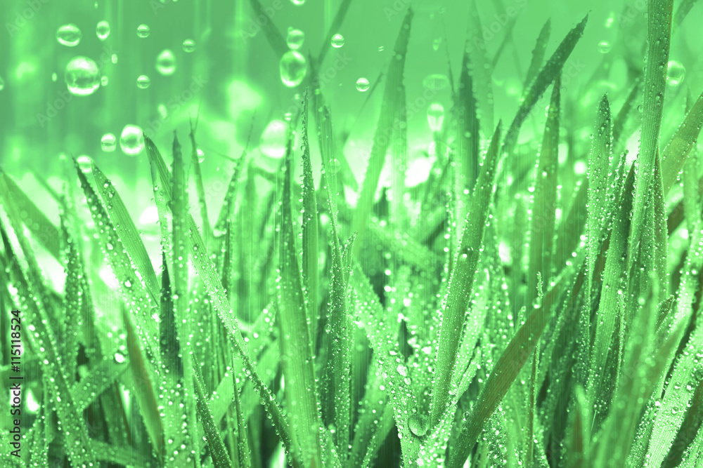 fresh green grass with water rain falling droplets background