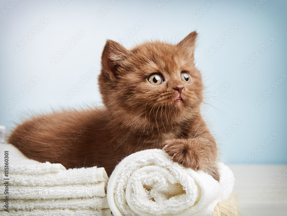 kitten and towels