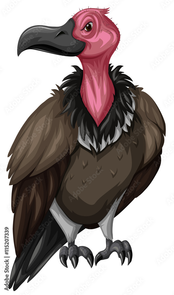 Wild vulture on white background