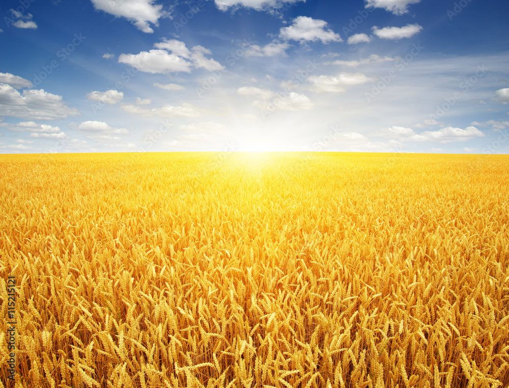 wheat field and sun