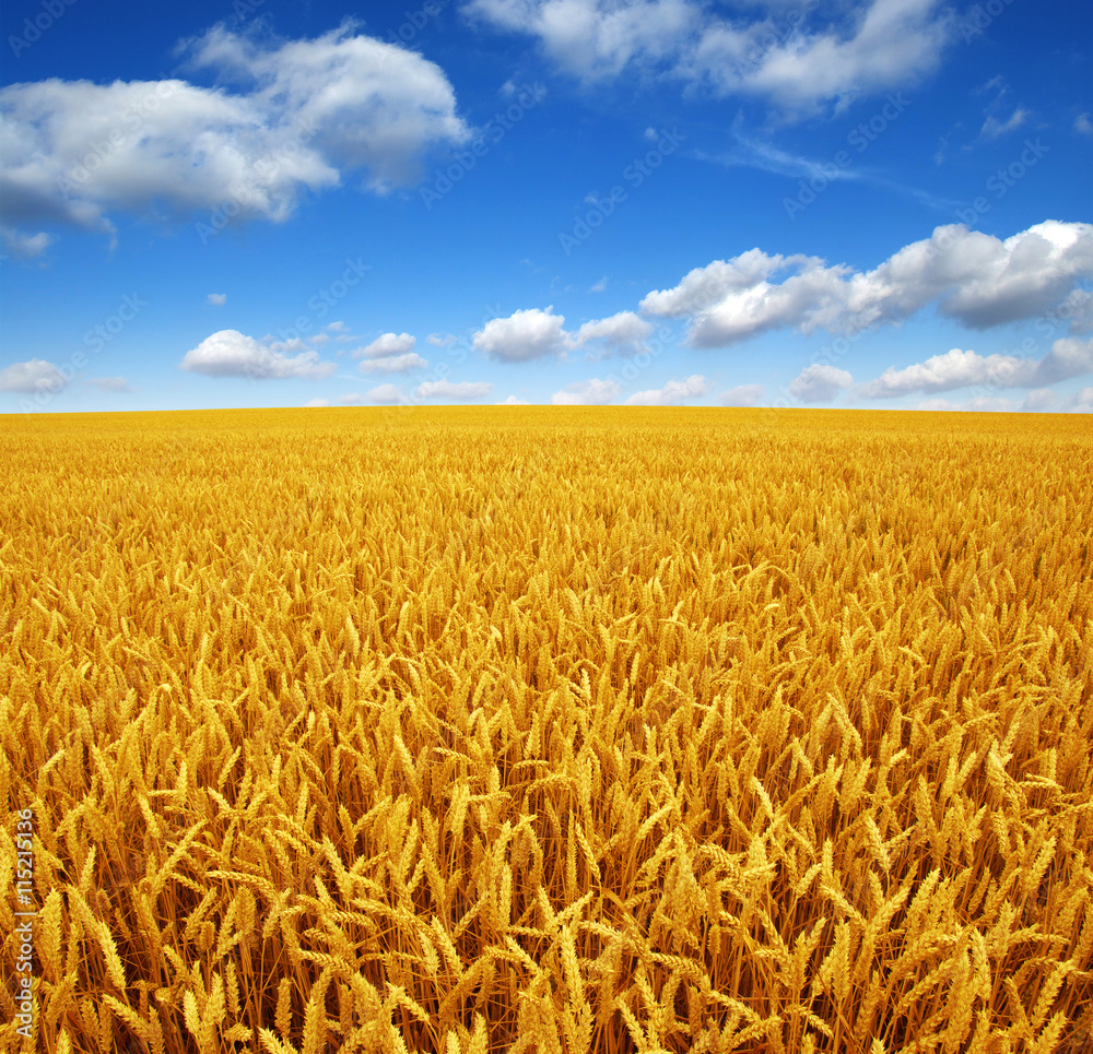 wheat field and sky