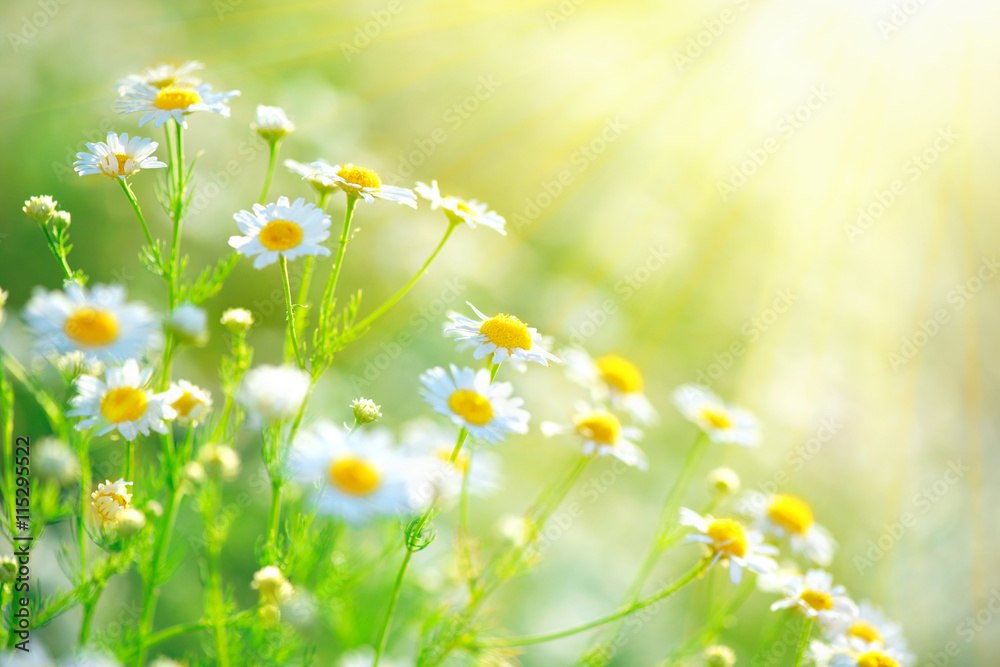 Beautiful nature scene with blooming chamomiles in sun flares