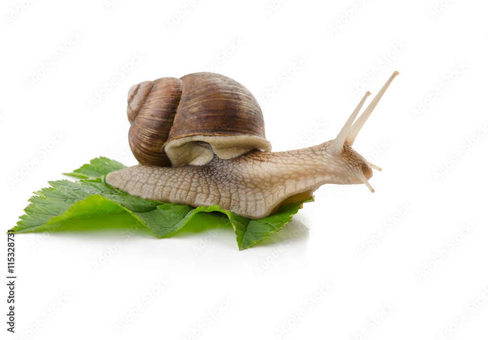 Snail on a green leaf isolated.