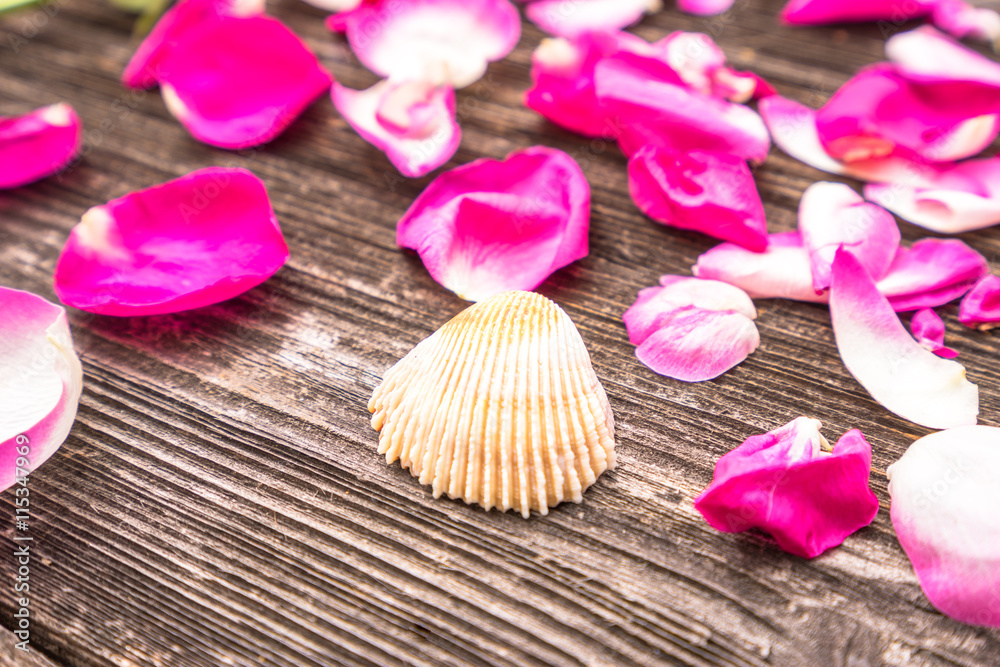 petals of red rose