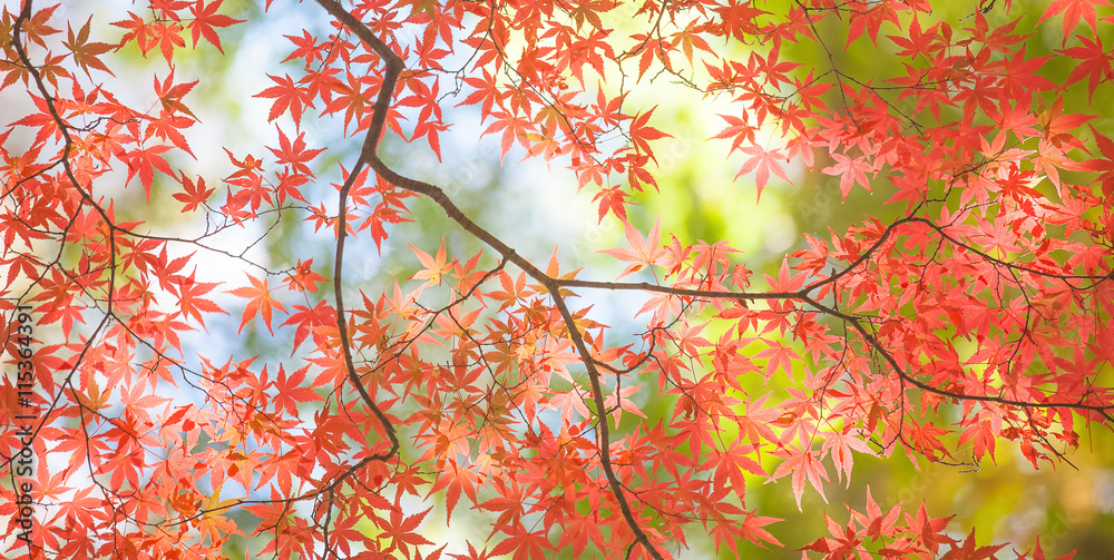 Beautiful colorful of autumn leaves in forest