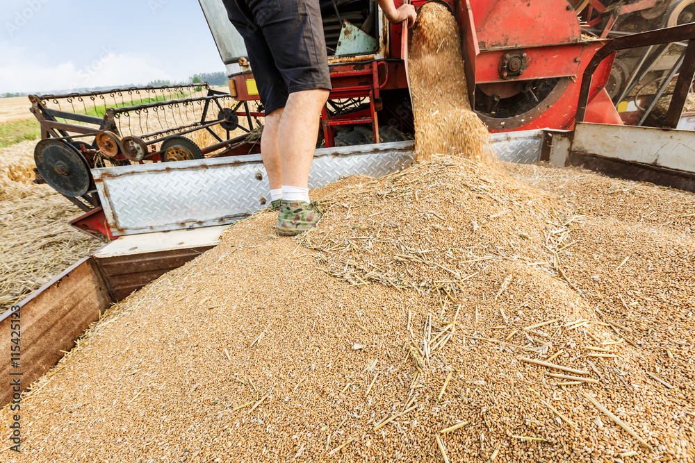 Combine harvester unloading grain in a wheat field