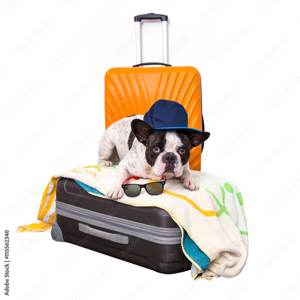 French bulldog sitting on the luggage ready for travel