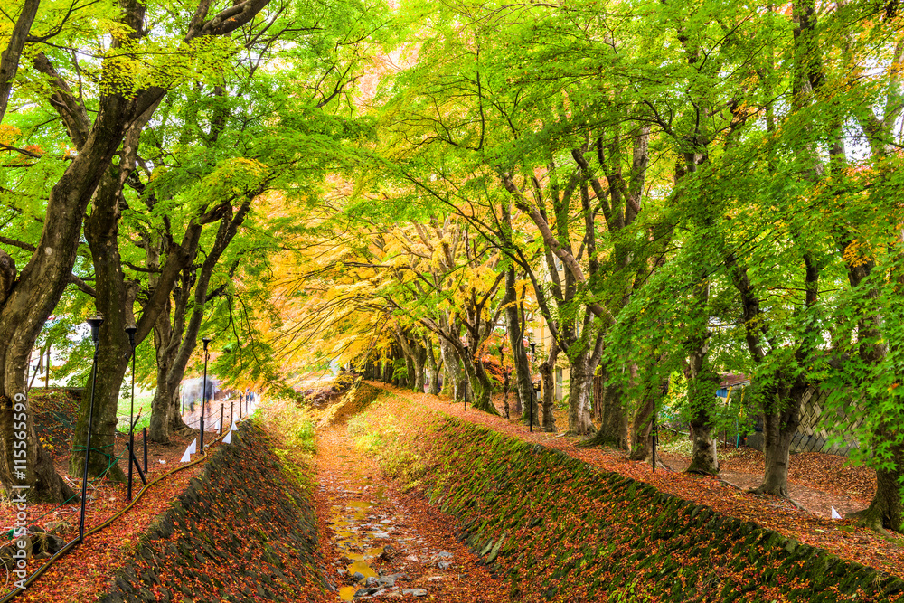 日本枫树隧道