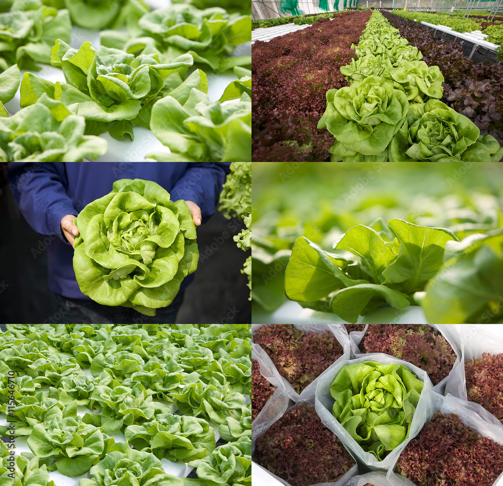 Bibb lettuce or butterhead lettuce in various views