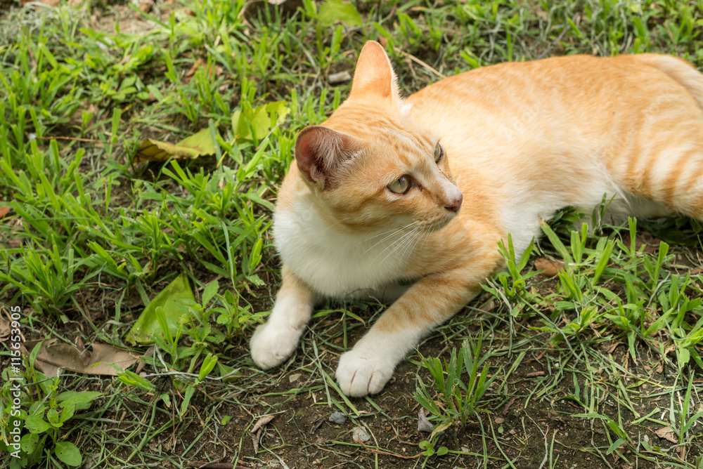 我花园里的一只小猫。