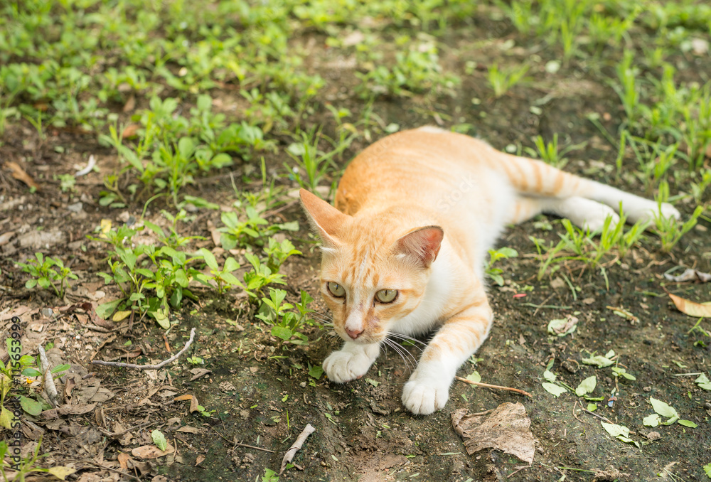 我花园里的一只小猫。