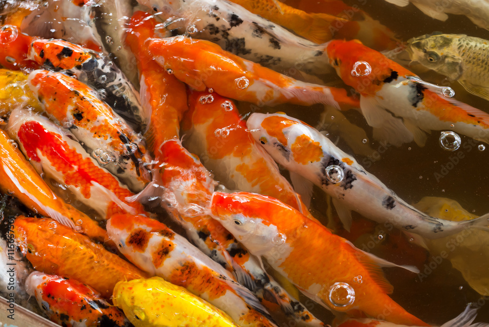 Feeding the koi.