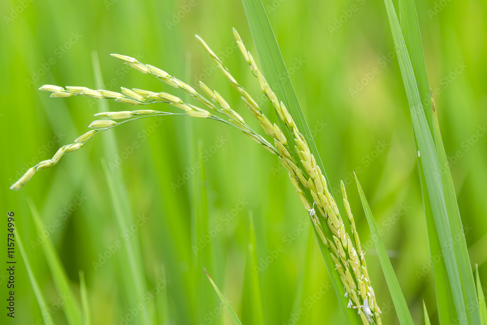 Rice Panicle