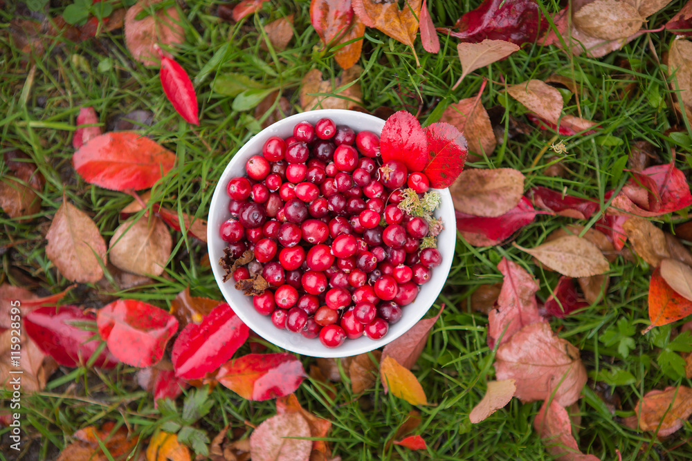 cranberry autumn leaves