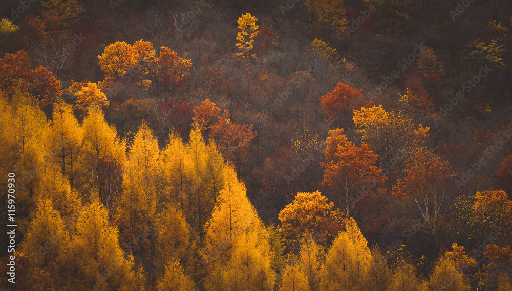 Autumn forest