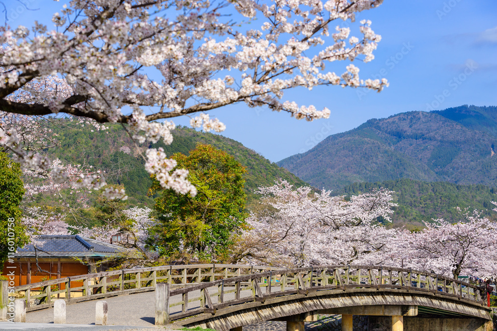 日本京都，荒山区的春天。