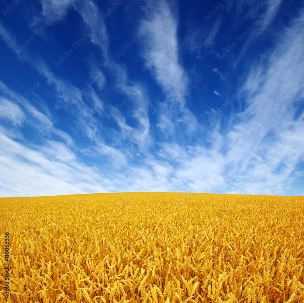 wheat field and sky