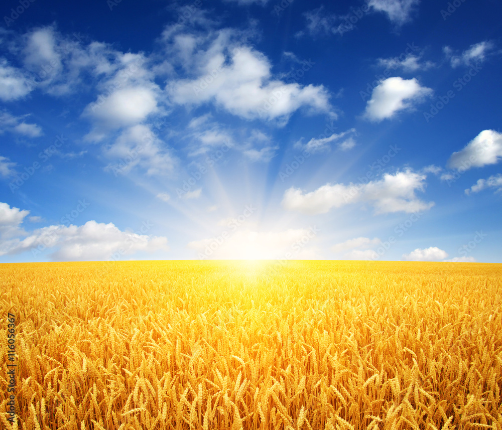 wheat field and sun