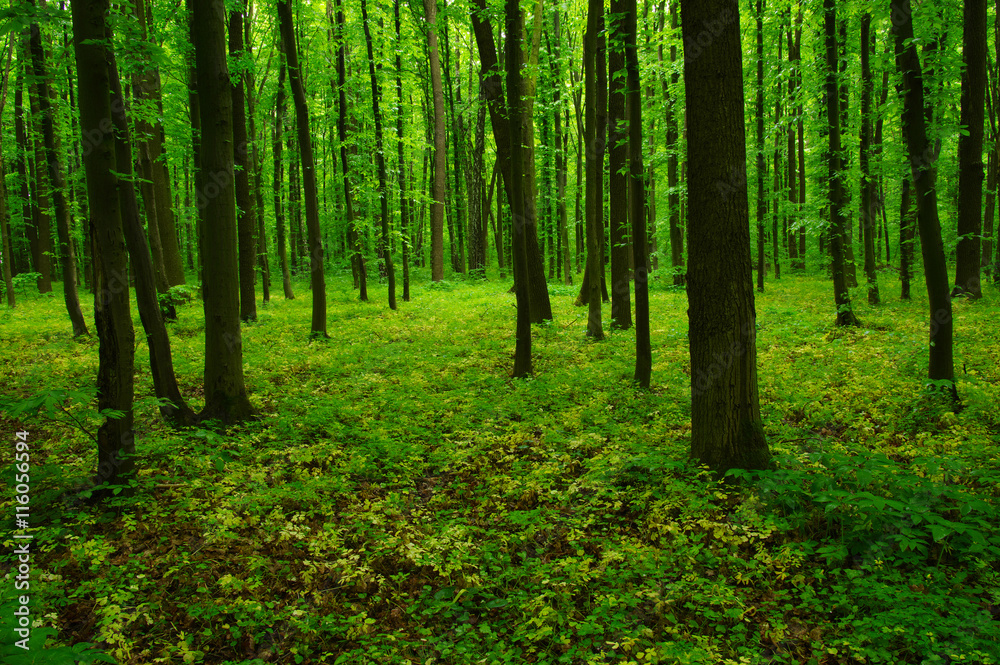 beautiful green forest