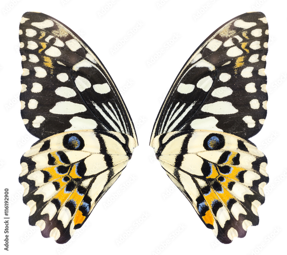 Butterfly wings isolated on white background. File contains a clipping path, Lime Butterfly, Papilo 