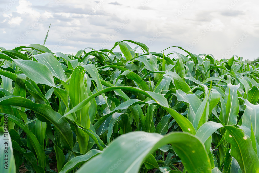 Green corn field in agricultural garden