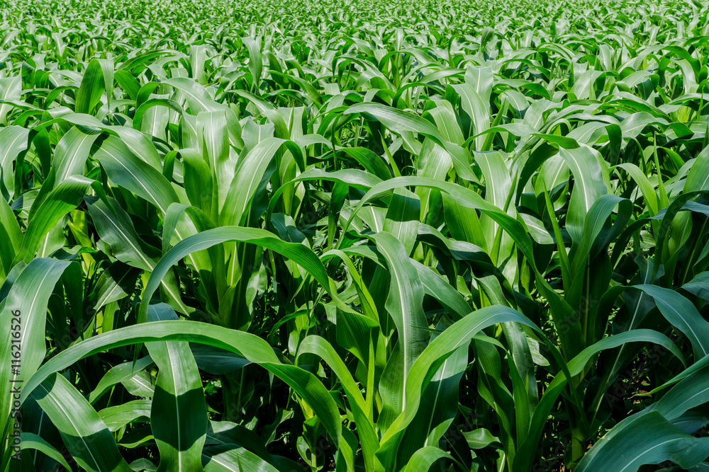 Green corn field in agricultural garden