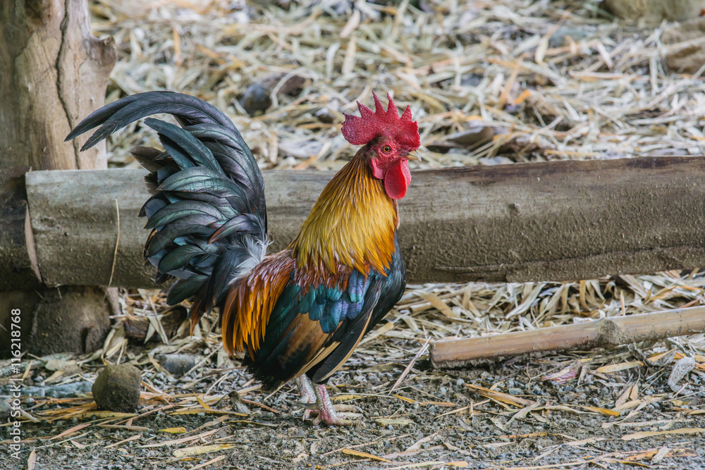 male bantam on rough ground