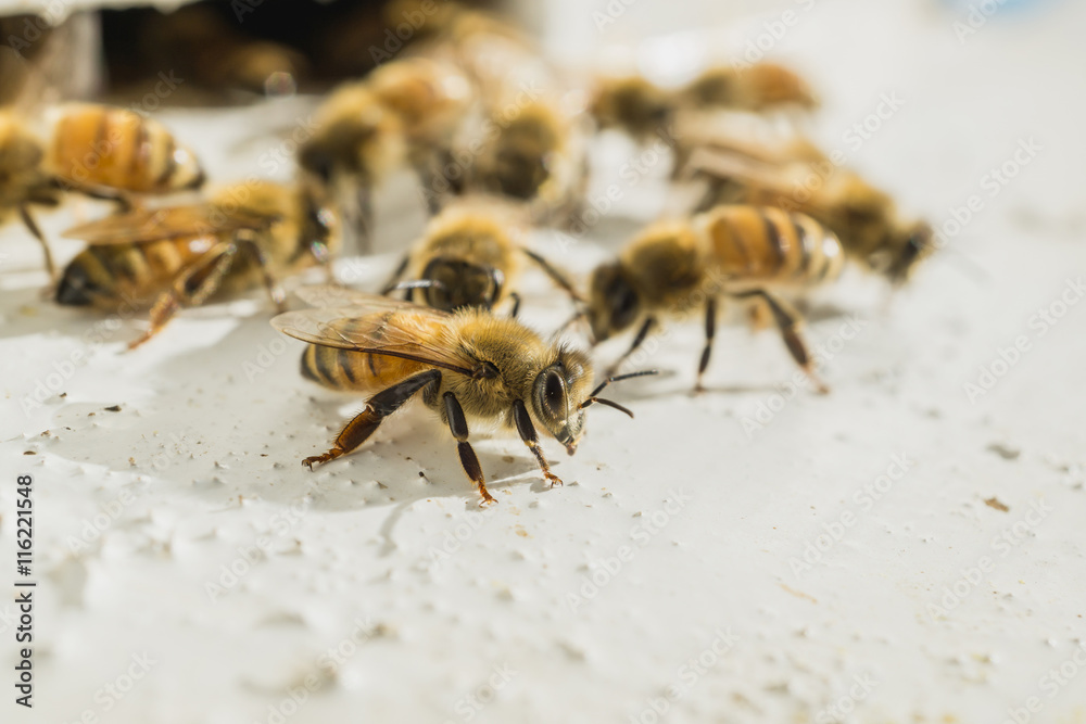 Beekeeping, The bees at front hive entrance, honeycomb in a wooden frame