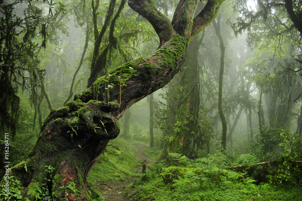 Jungla de Nepal