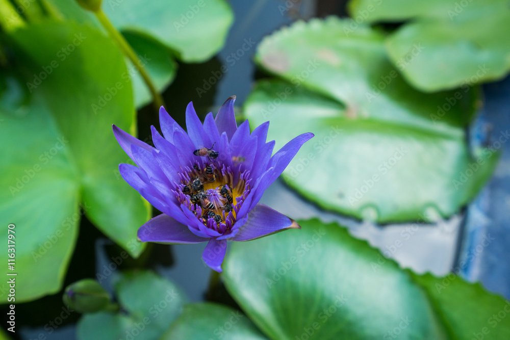 Bees are trying to keep nectar pollen from the lotus water lily