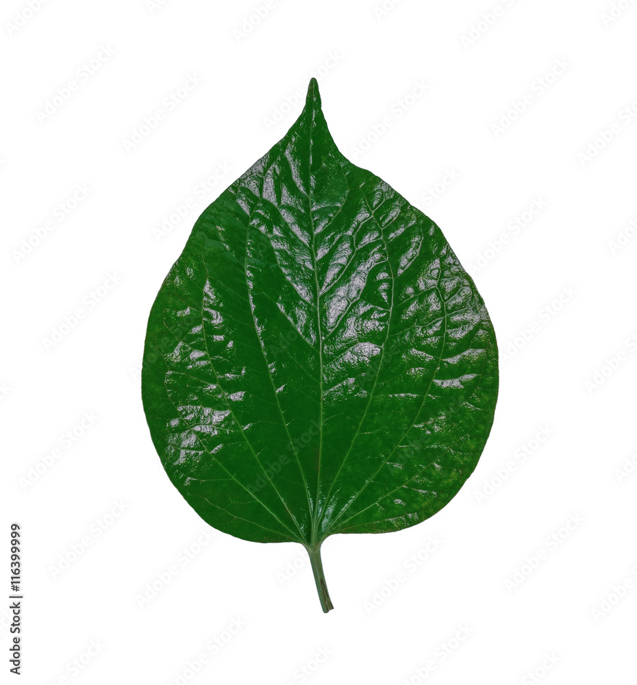 Fresh chaplo leaves or piperaceae isolated on white background