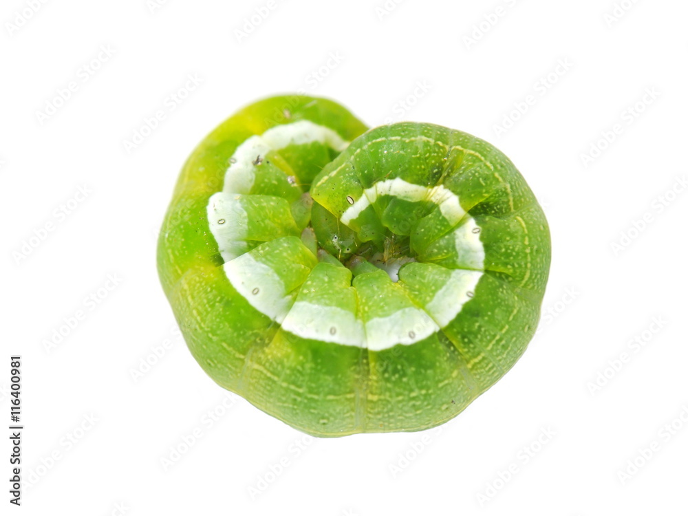 Green and white caterpillar of the moth Orthosia gothica on white background