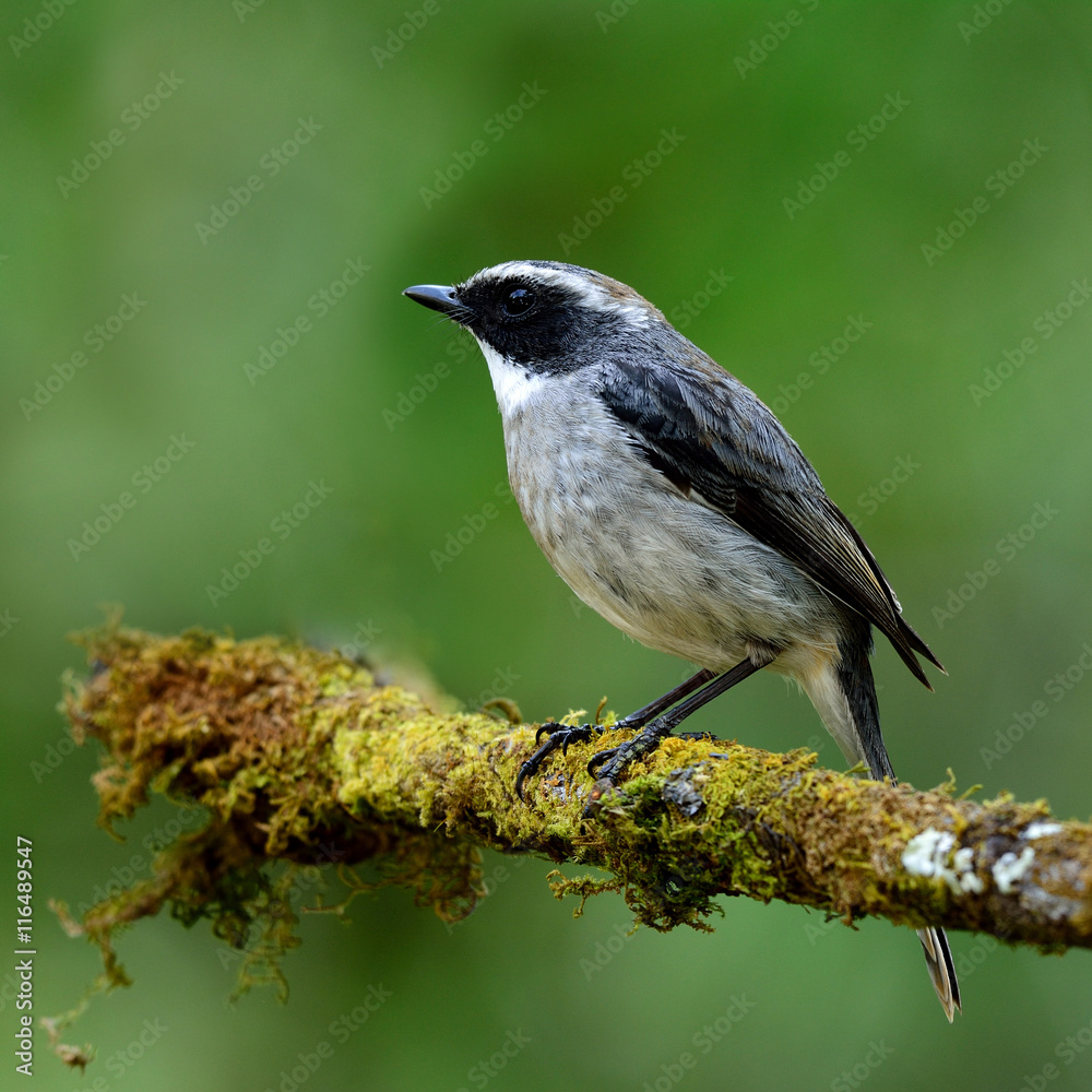 Grey Bush Chat (Saxicola ferreus) the beautiful grey bird perchi