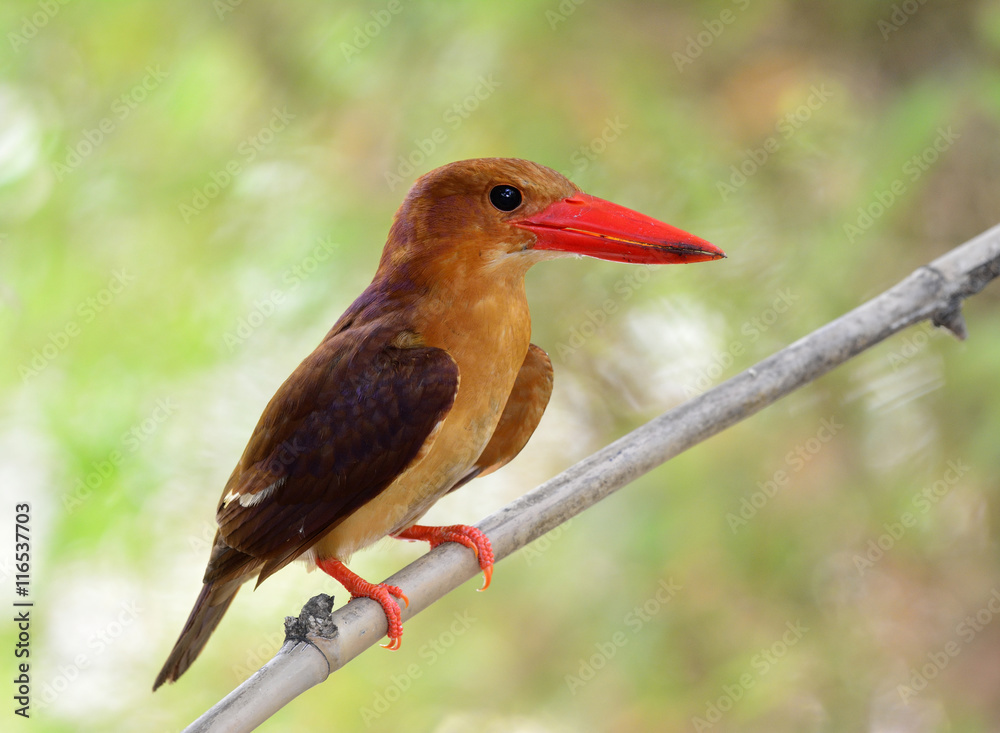 Ruddy Kingfisher（Halcyon coromanda），一种带有re的深棕色鸟类