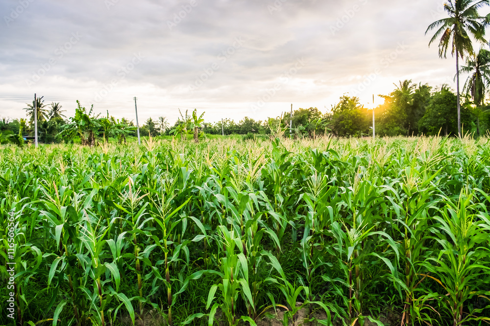 Corn field green evening light sunset