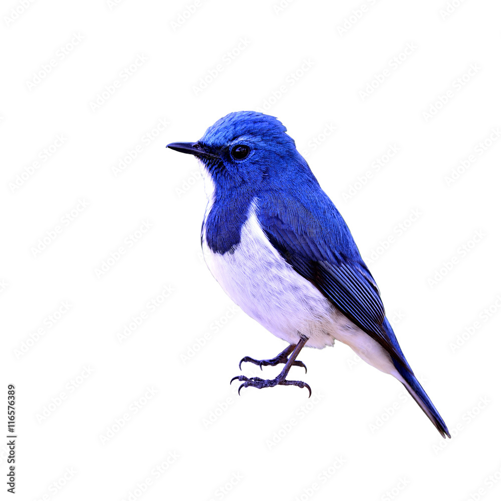 Ultramarine flycatcher or white-browed blue flycatcher (Ficedula