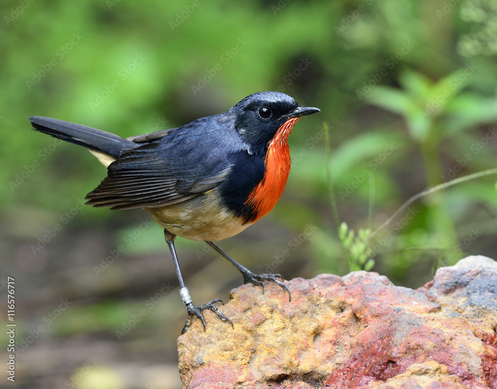 红颈鸟，火喉（Luscinia pectardens）美丽的gr