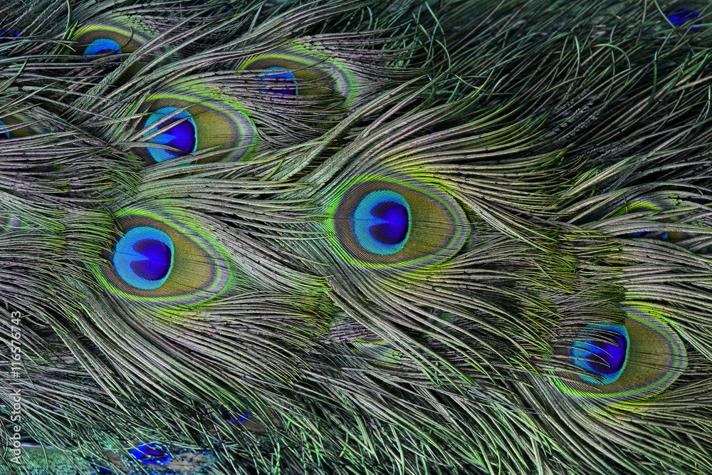 The exotic velvet green and blue spots on Indian Peacock or gree