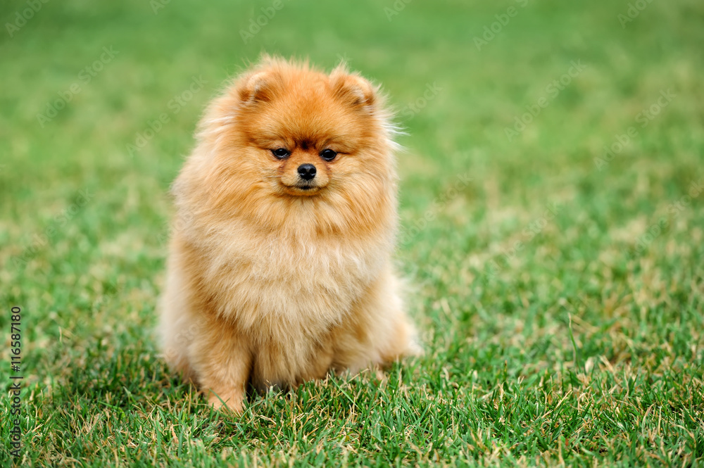 棕色波美拉尼亚犬