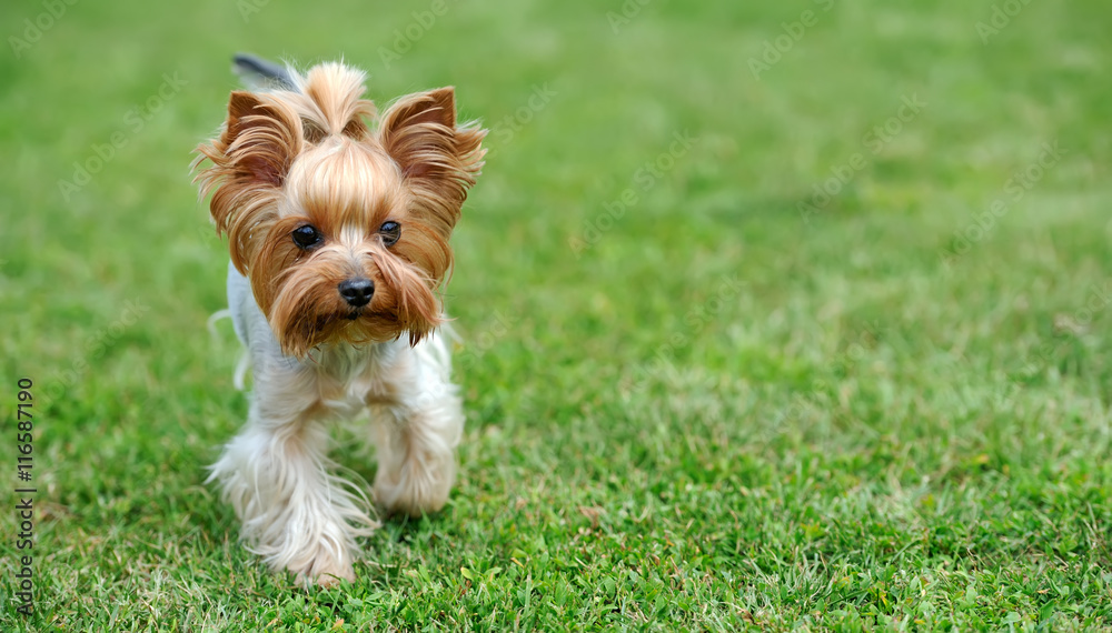 Yorkshire Terrier dog