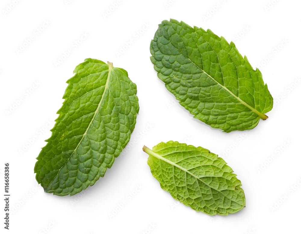 fresh green mint leaves