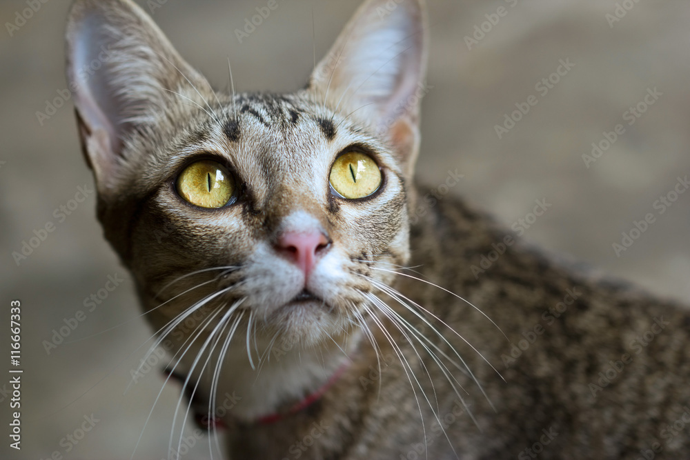 在水泥背景上俯视亚洲猫的特写肖像