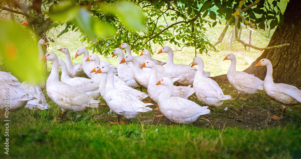 Gänse auf einem Bauernhof in artgerechter Freilandhaltung