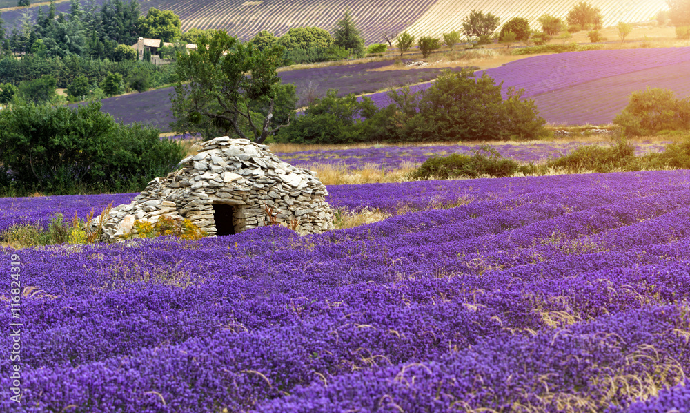 Beautiful landscape of blooming lavender field