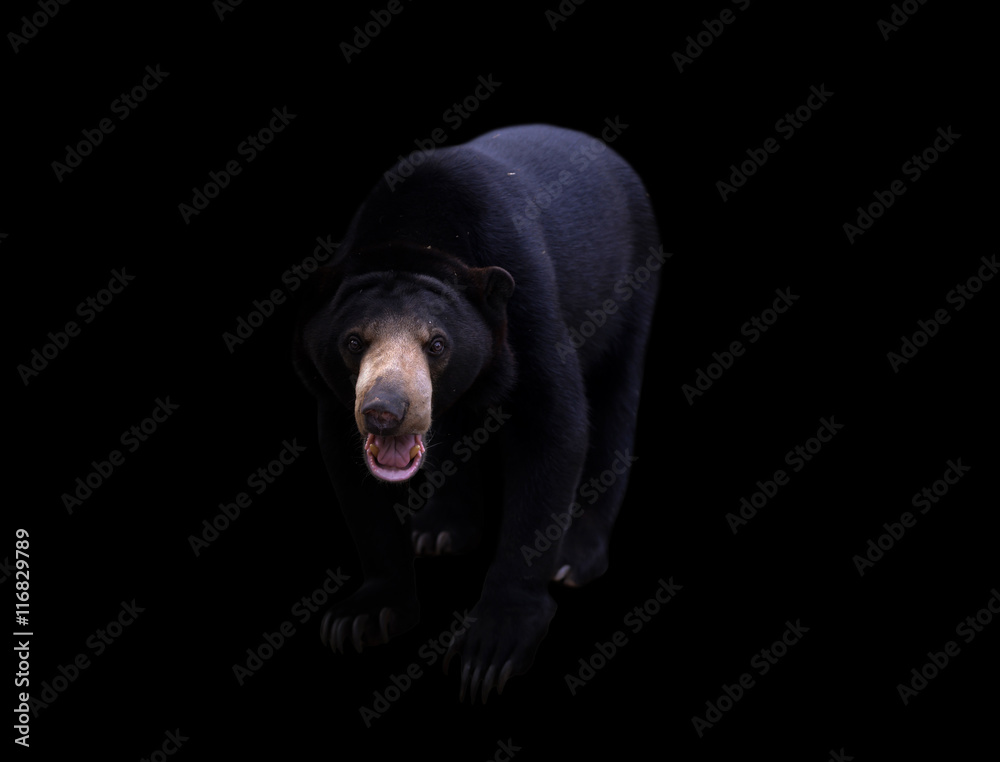 malayan sun bear  in dark background