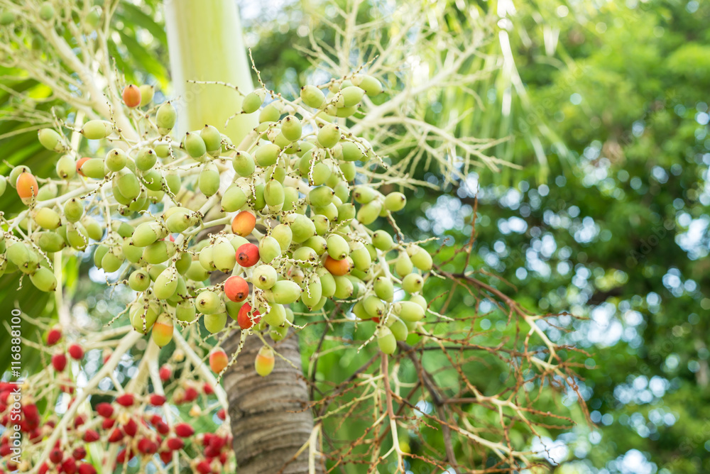 Areca or betel palm nut in the park.